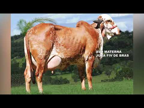 LOTE 10 ELENCADA FIV MOSAIC RANCHO 3 IRMÃOS 7687 CI