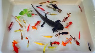 TOP10 VideosCatch Beautiful Ornamental Fish, Betta, Oranda, Axolotl, Koi, turtle, Tetra, Radtang