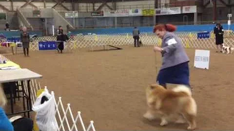 Cage with Jennifer Bittner in the BIS Ring at ORKC...