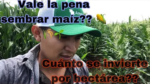 ¿Cuánto se puede cultivar en una hectárea?