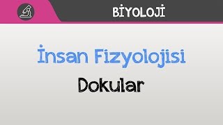 İnsan Fizyolojisi - Dokular