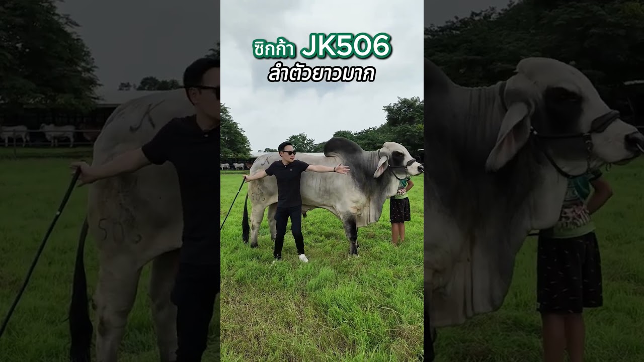 EP.200 : พามาดูสุดหล่อในแปลงหญ้า ซิกก้า JK506