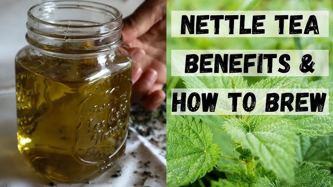 How To Make Nettle Tea: Tips For Harvesting & Brewing