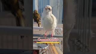 Irresistible Female Canary Sound – Instant Male Reaction!