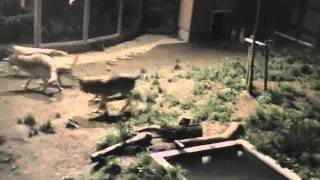 カルチャーナイト2011 円山動物園〜Zoo of night