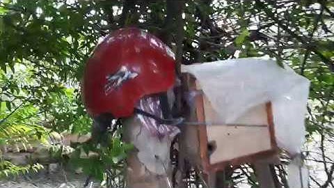 Chiếc ông Dú từ ống tre qua thùng gỗ một cách từ từ  (honey of stingless bee)