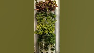 Tự Trang Trí Cây Ban Công Chung Cư có tưới bán tự động Vinhome 4 bằng khung Module nhập khẩu Châu Âu