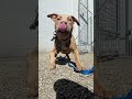 A Week as a Dog Trainer 🐶