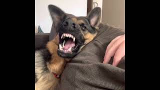 German Shepherd COMPILATION *hilarious by Zeus Howard 1,690 views 2 years ago 1 minute, 36 seconds