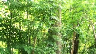 Homes for Sale - 0 AUDREY DR. LOT # 13 (11300) NEWARK OH 43055 - Cynthia Corder