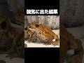やっぱりダメだったヒキガエル funny toad video