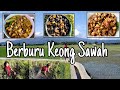 Berburu keong sawah untuk dimasak