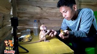 mengasuh anak monyet yatim piatu yang unik di temukan di hutan