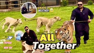 Download Lagu Lions’s \u0026 tiger’s enjoying rainy weather 🥹Mufasa Kay liay new toy a gaya 😍(mian saqib) MP3 Download Lagu Lions’s \u0026 tiger’s enjoying rainy weather 🥹Mufasa Kay liay new toy a gaya 😍(mian saqib) MP3