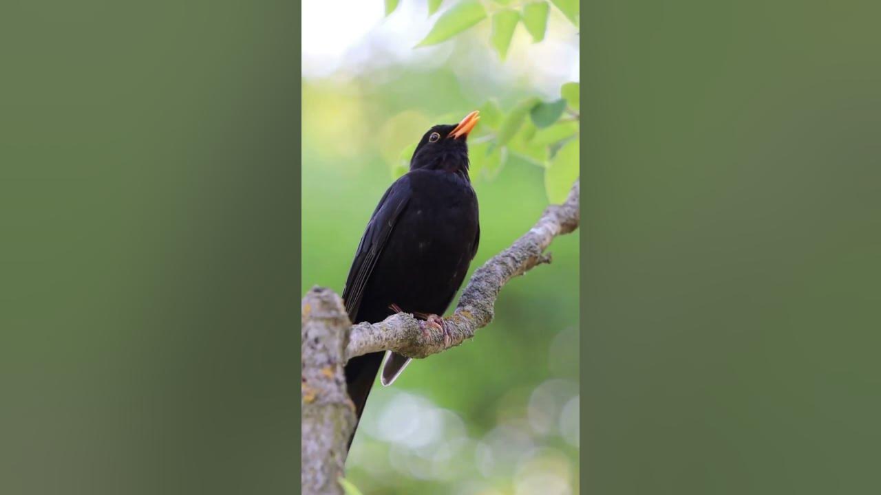 Nature sounds - bird sounds - birds chirping - birds singing to relax