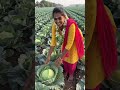 How to spot red flags in Badhakaphi investment schemes #rabin1965