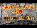 またまたクスノキの製材です。 Once Again Japan Camphor Tree