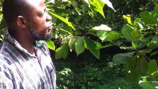 2 year old cashew nut plant in bloom