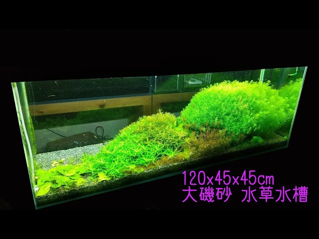 趣味】120cm 大磯砂 水草水槽 ［解説なし］ - YouTube