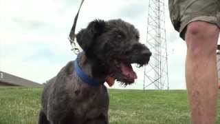 Pet of the Week: July, 20  2014