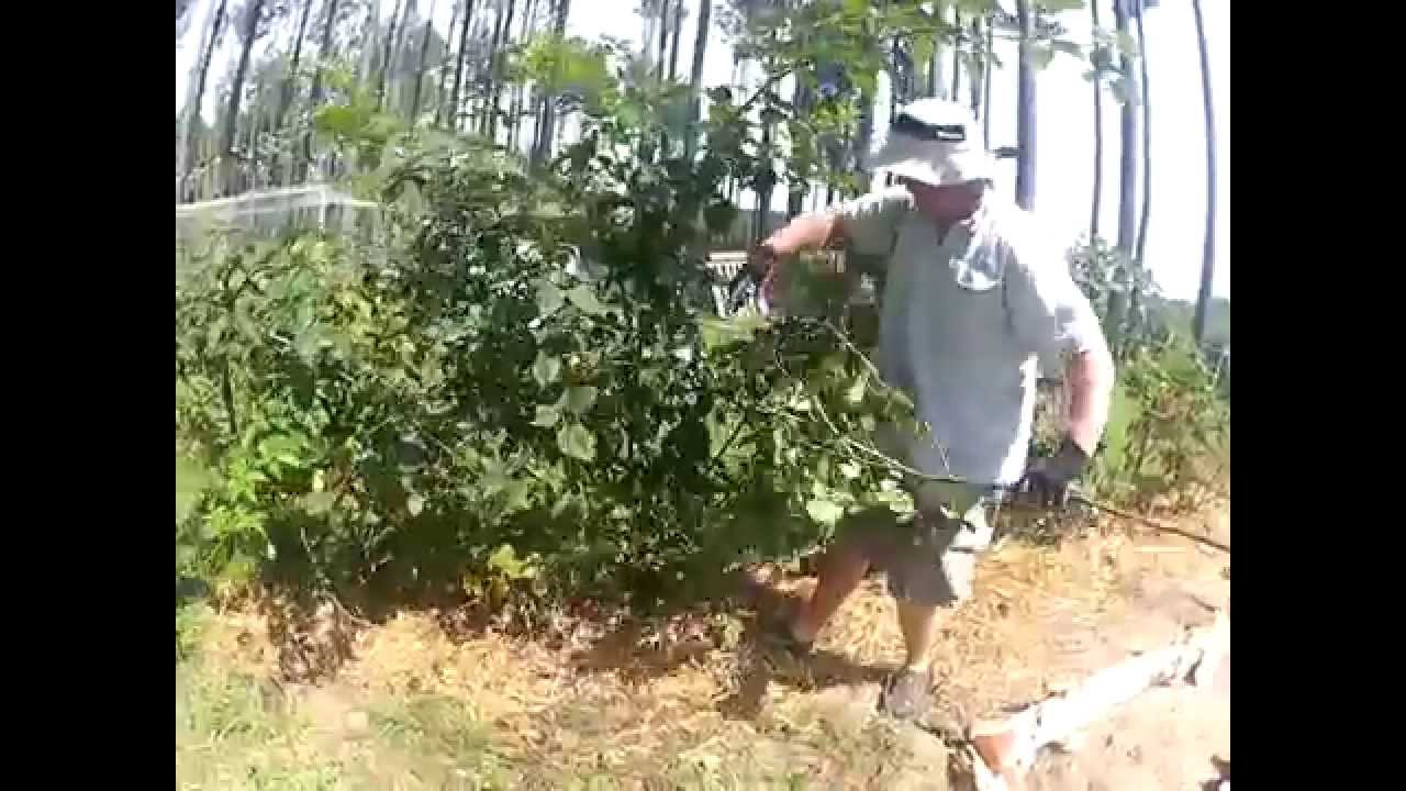 Pruning Blackberries YouTube
