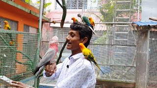 Manka Finally Got Her Eye-opening New Mate / Surprising Tame Talking Birds In My Exotic Bird Farm.