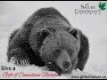 This holiday, help grizzlies