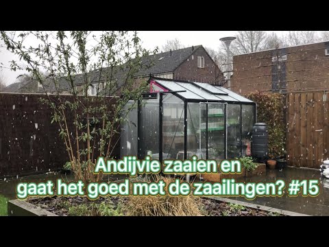 Mijn moestuin avontuur #15 update zaailingen