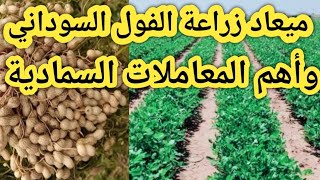 ميعاد زراعة الفول السوداني وأهم المعاملات السمادية للحصول علي أعلي إنتاج وأفضل جودة