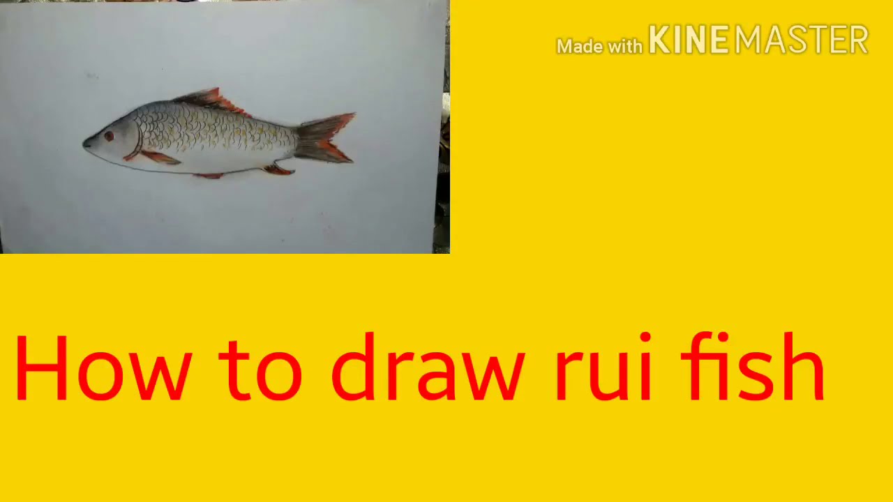 How to draw Rui fish. Step by step. Easy drawing. - YouTube