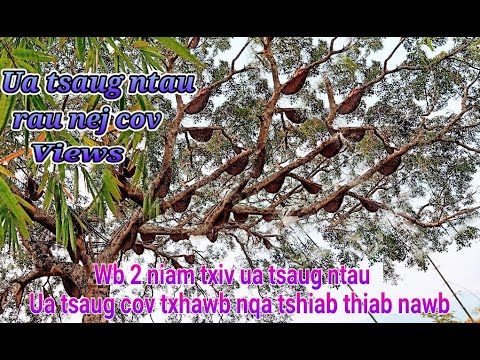 Video: Ntoo Thuv Thiab Spruce Koob Yog Cov Chiv Zoo Rau Tsob Ntoo Thiab Ua Tshuaj Tua Kab Zoo Heev