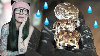 My experience with the *VIRAL RAIN FROGS* so far.. BIG UPDATE, Upgrade & what's working (for me) by tarantula kat 23,205 views 8 days ago 11 minutes, 39 seconds