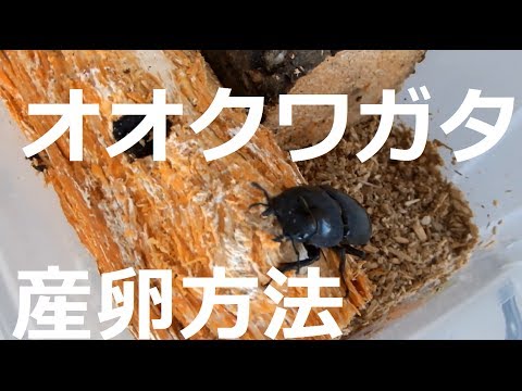 オオクワガタ 繁殖