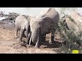 Very Strange Elephant Behavior - Mother Don't Allow Baby To Drink Fresh Water