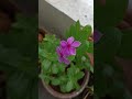 🌿🌸🪴#motivational #shorts #lifelessons #peace #slefcare #selfimprovement #selfgrowth #ytshorts