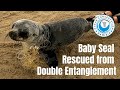 Baby Seal Saved From Double Entanglement