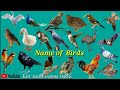 Name of Birds |Birds Name Hindi & English language |Birds name english|Easy english Learning process