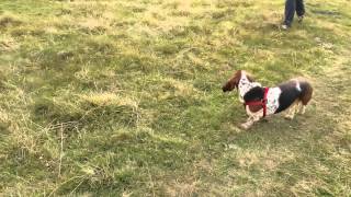 Бассет хаунд и коровы (Basset Hound and cows) Бассет хаунд и коровы (Basset Hound and cows)
