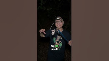 Rắn Chàm Quạp (Malayan pit viper - Calloselasma rhodostoma) | Vietnam Herping Tour - Herping Vietnam