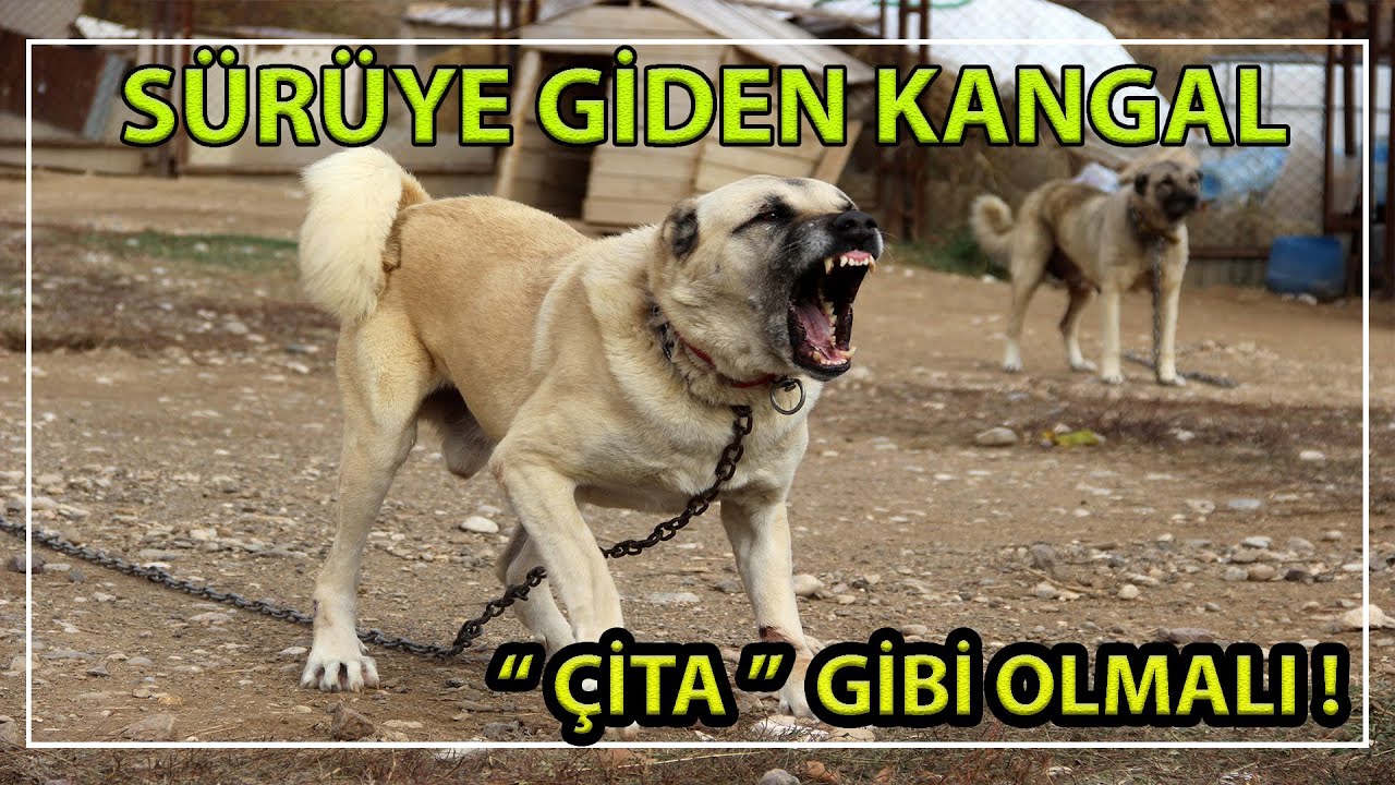 Sürüye Giden Köpekler ÇİTA Gibi Olur !