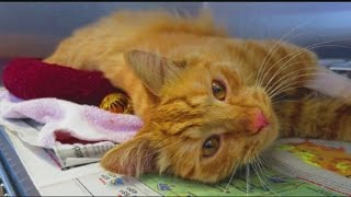 Cats rescued in Holyoke fire recovering at Thomas J. O'Connor shelter