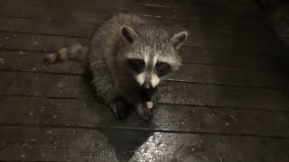 Tuesday Heavy Rain With My Raccoons