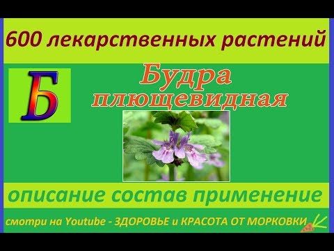 ivy budra 600 medicinal plants