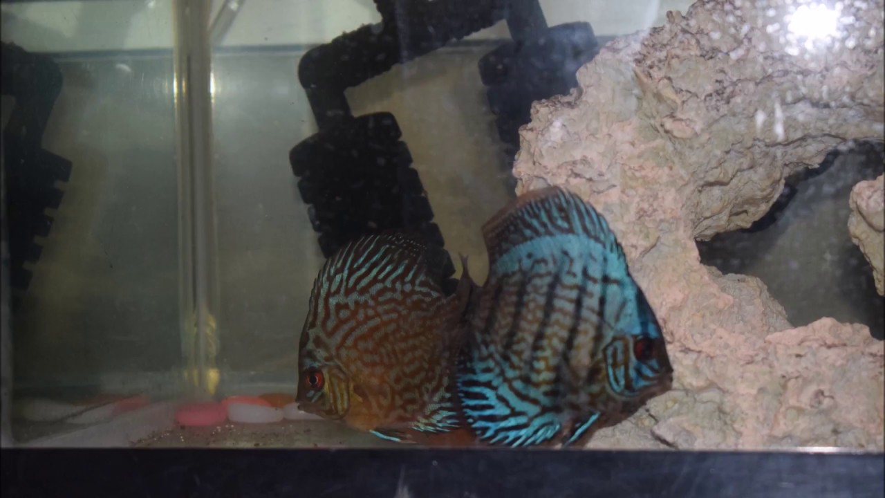 Discus tank maintenance YouTube