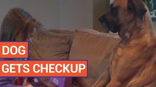 Dog Gets a Checkup From An Adorable Girl | Daily Heart Beat