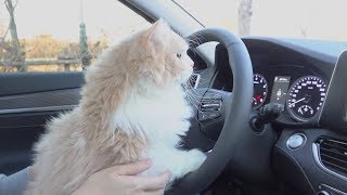 Bought A New Car For My Cats! (ENG SUB)