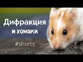 Дифракция на примере хомяков #shorts