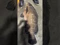 これがハイクオリティなクエ vol.724