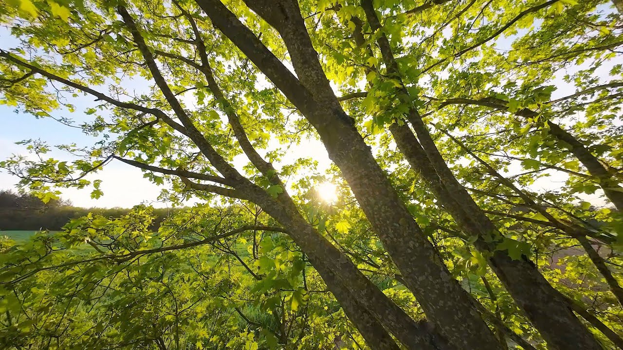 100g DRONE flying through TREE