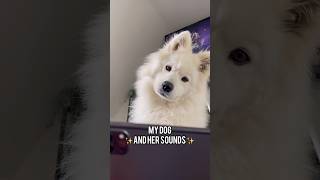 SAMOYED makes the CUTEST SOUNDS ✨#dog #cuteanimals #puppy #samoyed #australianshepherd